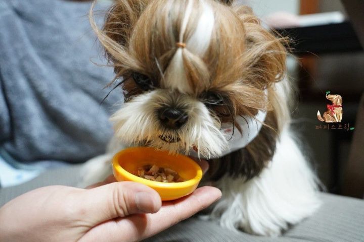 강아지 유치원의 수학여행 | 인스티즈