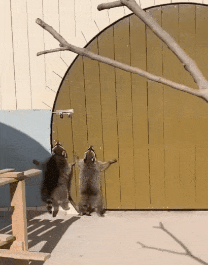 혼자 문 못열어서 친구 데려온 라쿤 | 인스티즈