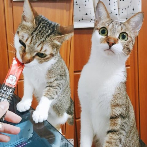 츄르를 착각한 고양이 표정 | 인스티즈