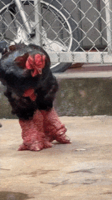 베트남에 있다는 동타오 닭 | 인스티즈