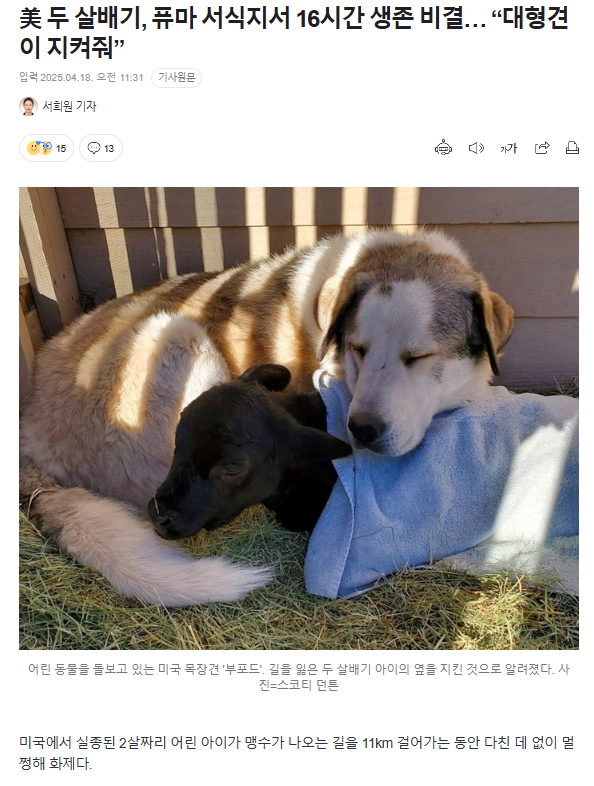 美 두 살배기, 퓨마 서식지서 16시간 생존 비결… "대형견이 지켜줘” | 인스티즈