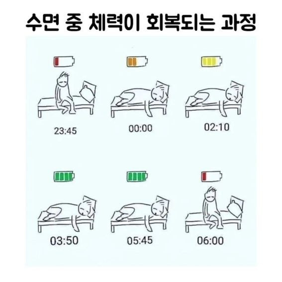 수면 중 체력이 회복되는 과정 | 인스티즈
