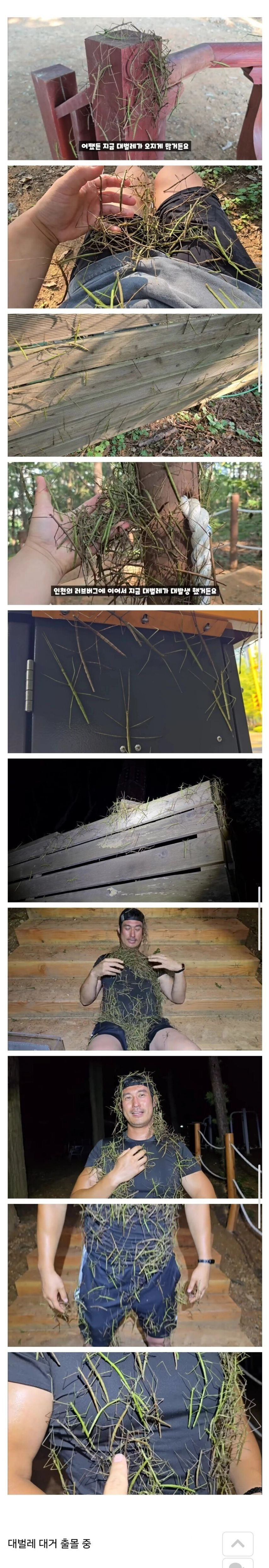 러브버그 떠난 인천 근황 (혐주의) | 인스티즈