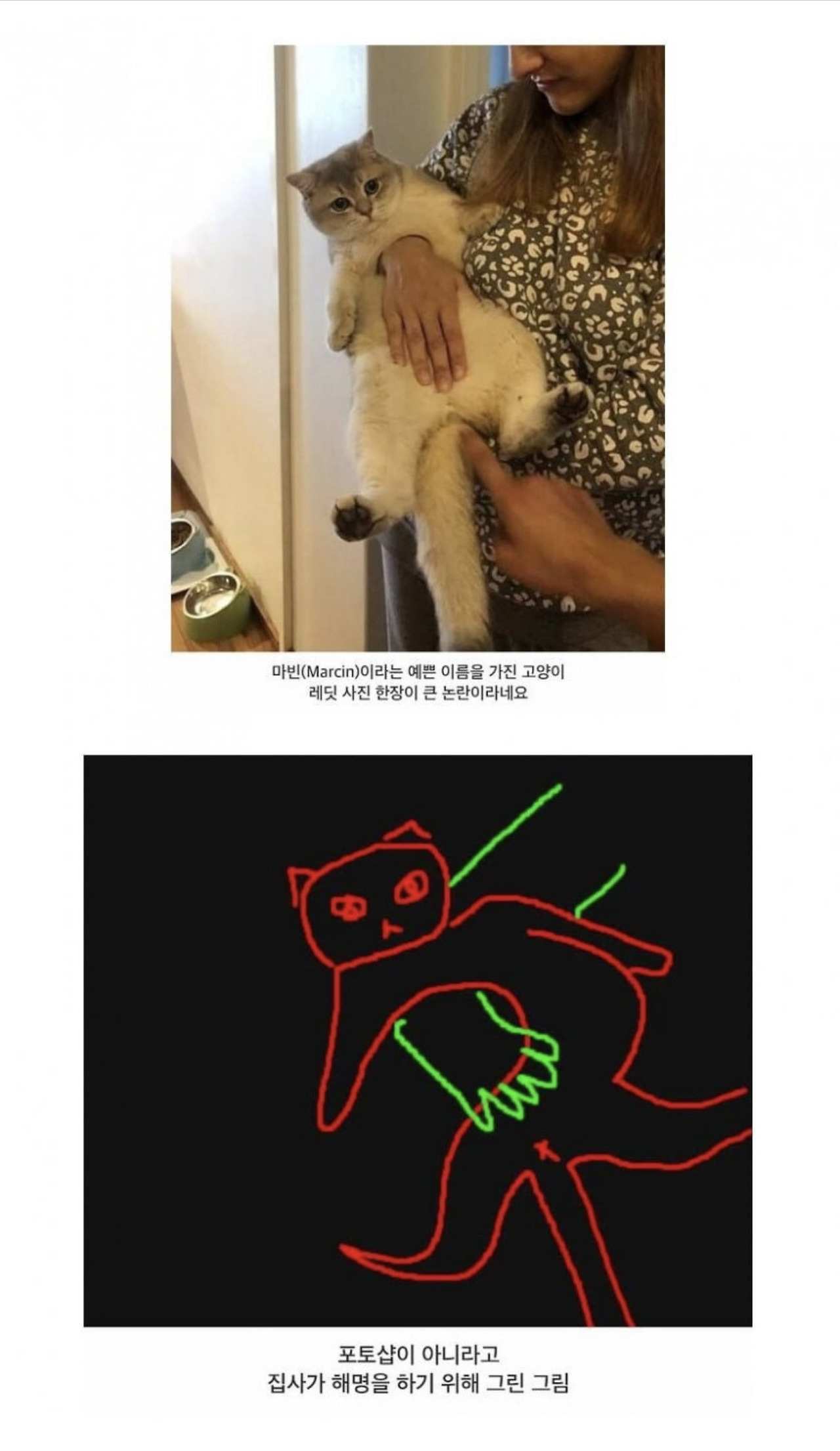 가슴 뚫린 고양이… | 인스티즈