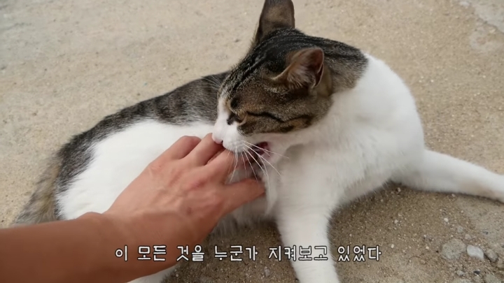 haha ha네 냥이들 질투 모먼트 모음.. | 인스티즈