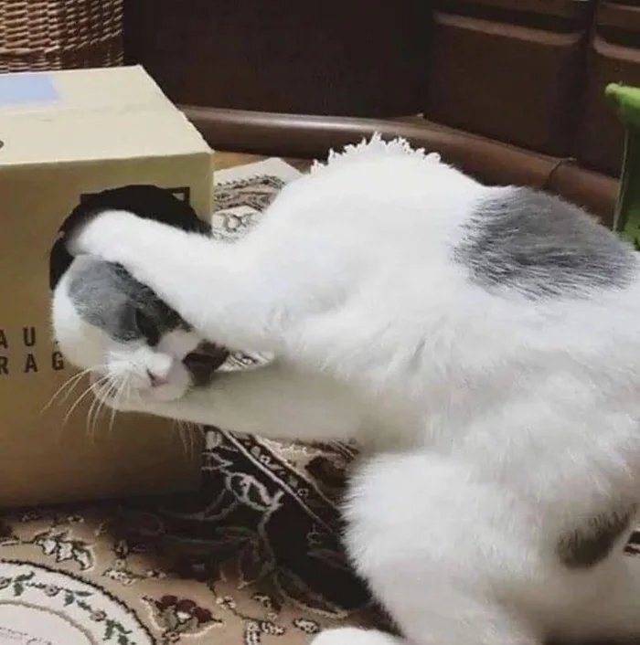 고양이 마술 | 인스티즈