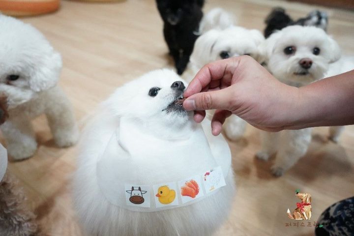 강아지 유치원의 수학여행 | 인스티즈