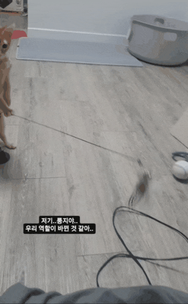 집사와 역할이 바뀐 고양이 | 인스티즈