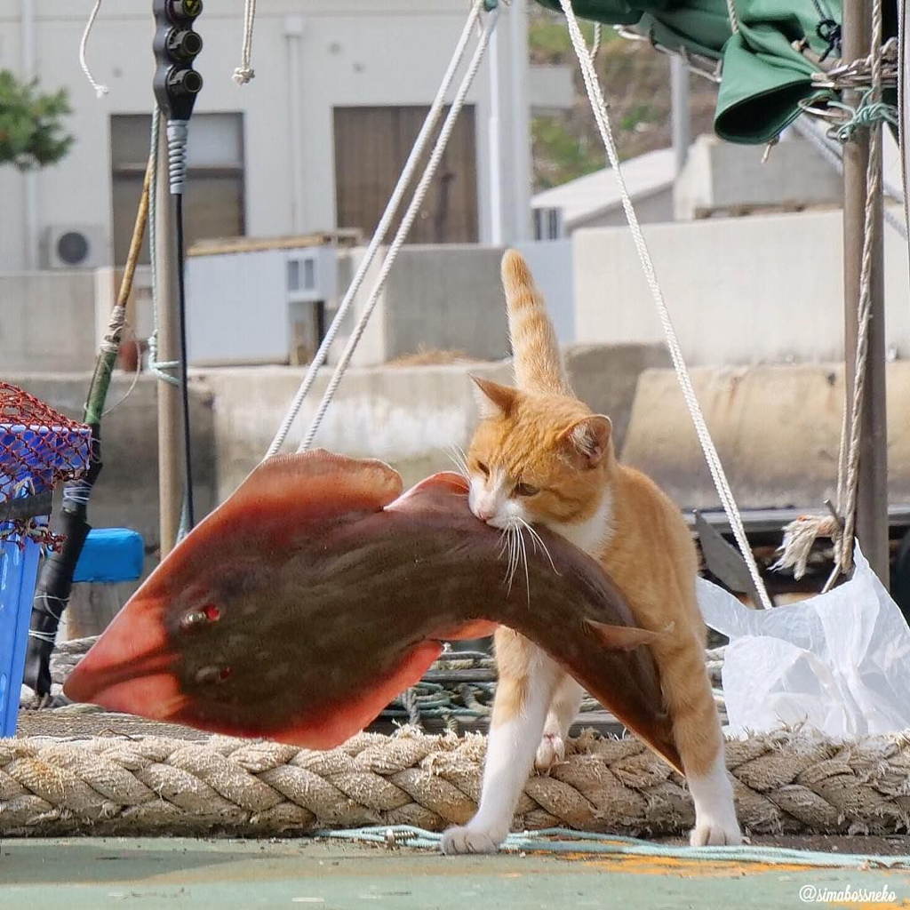 섬고양이들은 어부들에게 물고기를 받아온다 🐟🐈 | 인스티즈