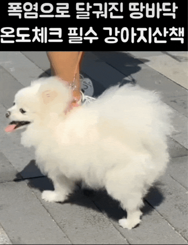 온도체크 필수 강아지 산책 | 인스티즈