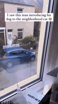 동네고양이에게 자기 강아지를 소개해주고 싶었던 아저씨 | 인스티즈