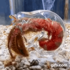 소라게가 엉덩이 긁는 짤.gif | 인스티즈