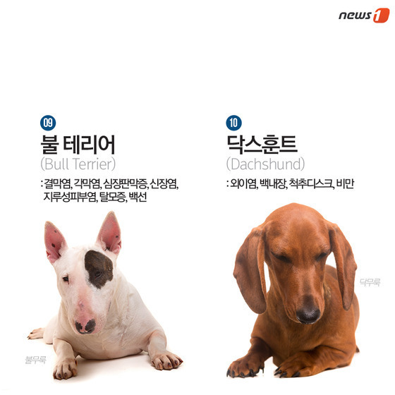 품종묘 보다 품종견에 관대한 사람들.jpg | 인스티즈