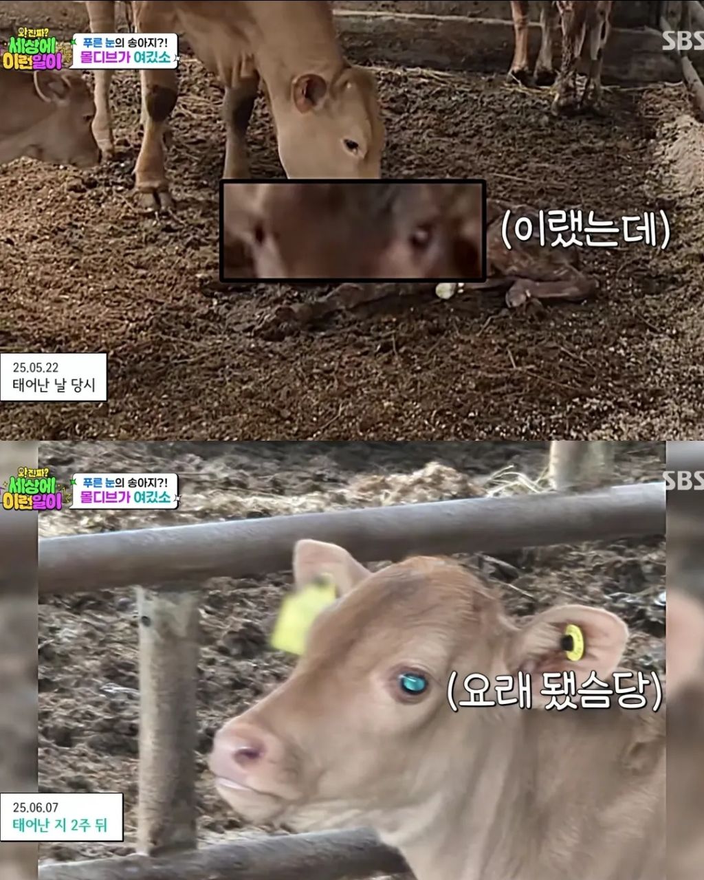 에메랄드 눈동자를 가진 k-송아지 | 인스티즈