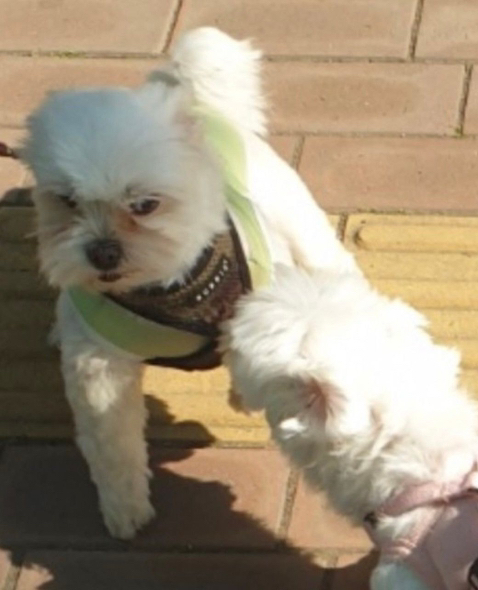 프랑스인 와이프가 이해못하겠는 한국 문화우리 강아지 산책하다가 싸움났는데 솔직히 누가 이긴거같아?....jpg | 인스티즈