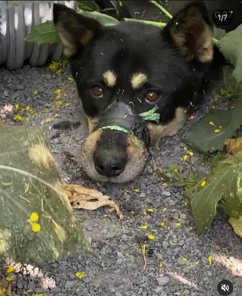 유채밭에 버려진 강아지 | 인스티즈