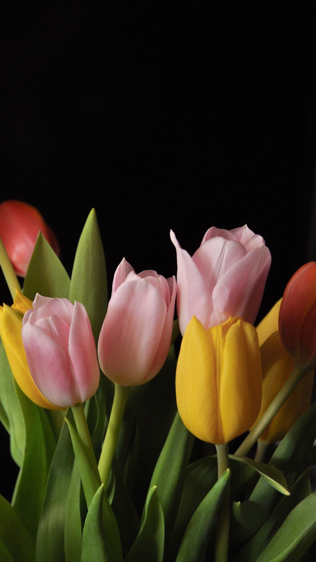 튤립 배경화면 공유 (추가) | 인스티즈