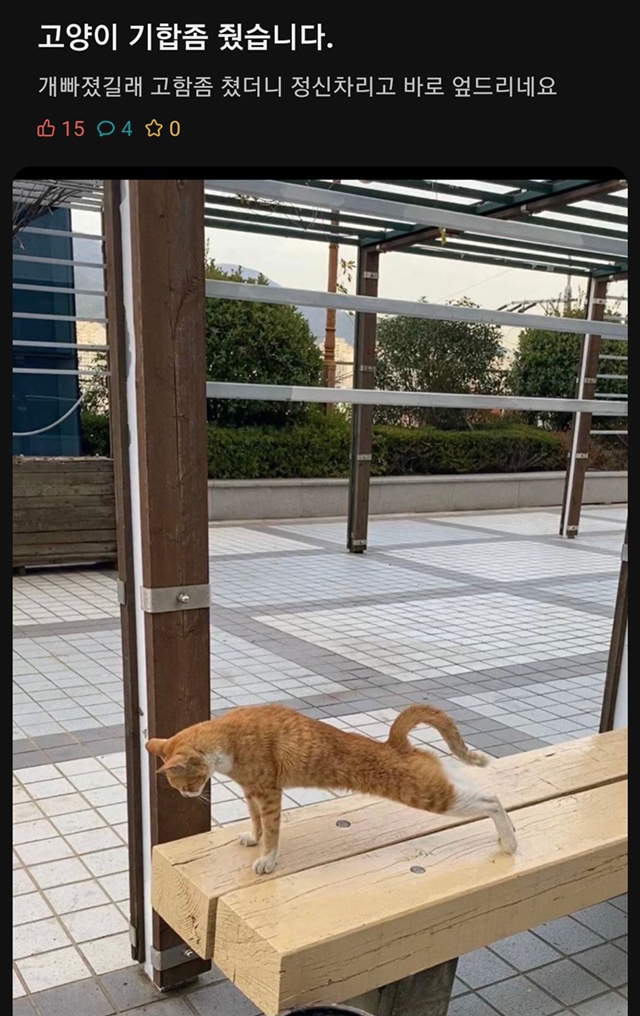 고양이 기합 좀 줬습니다 | 인스티즈