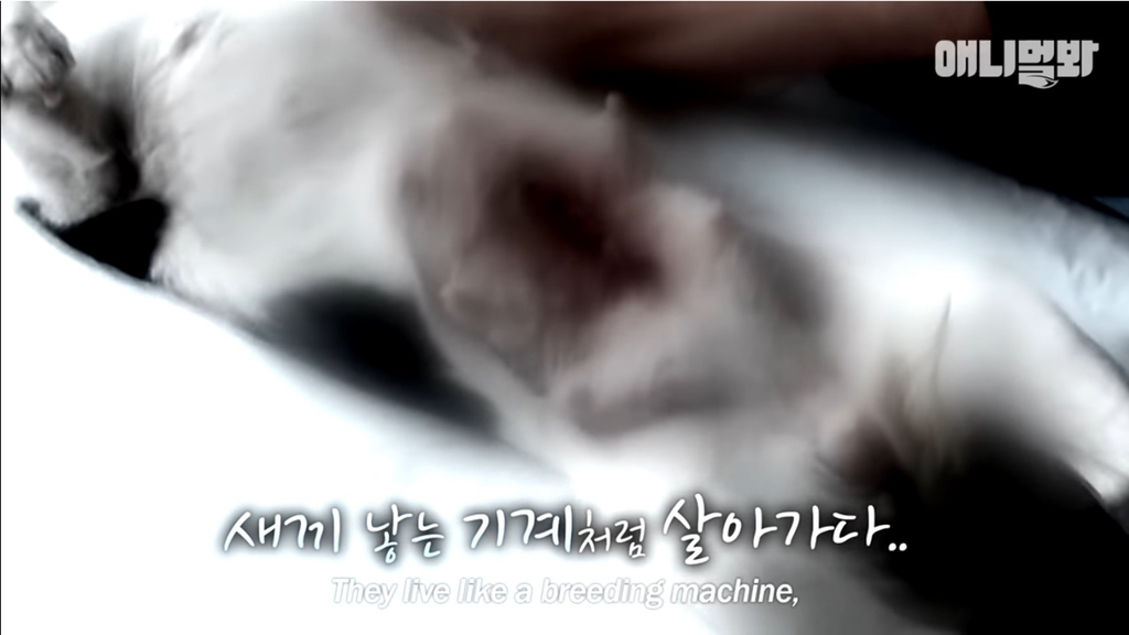 개농장에 품종견들이 많은 이유 | 인스티즈