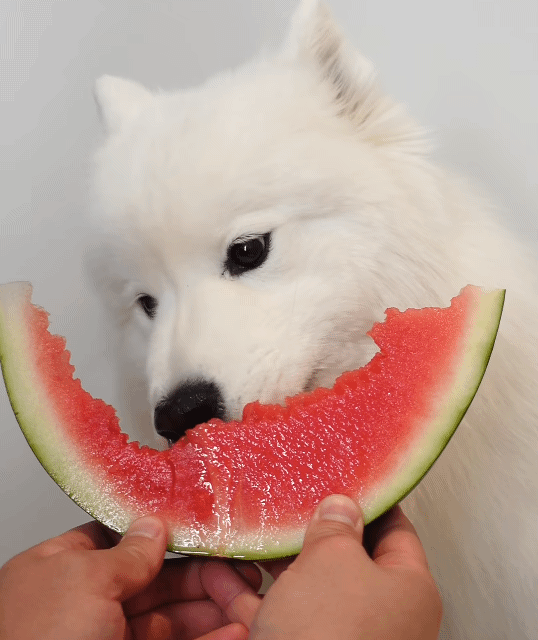 수박 아껴먹는 댕댕이.gif | 인스티즈
