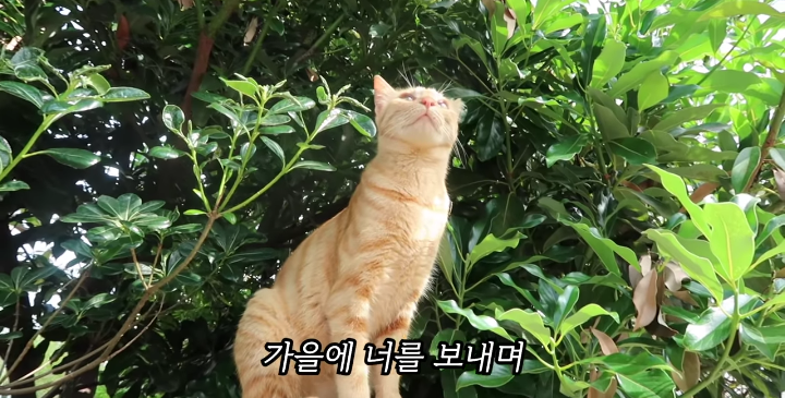 반려묘를 떠나보낸 유튜버가 올린 영상 | 인스티즈