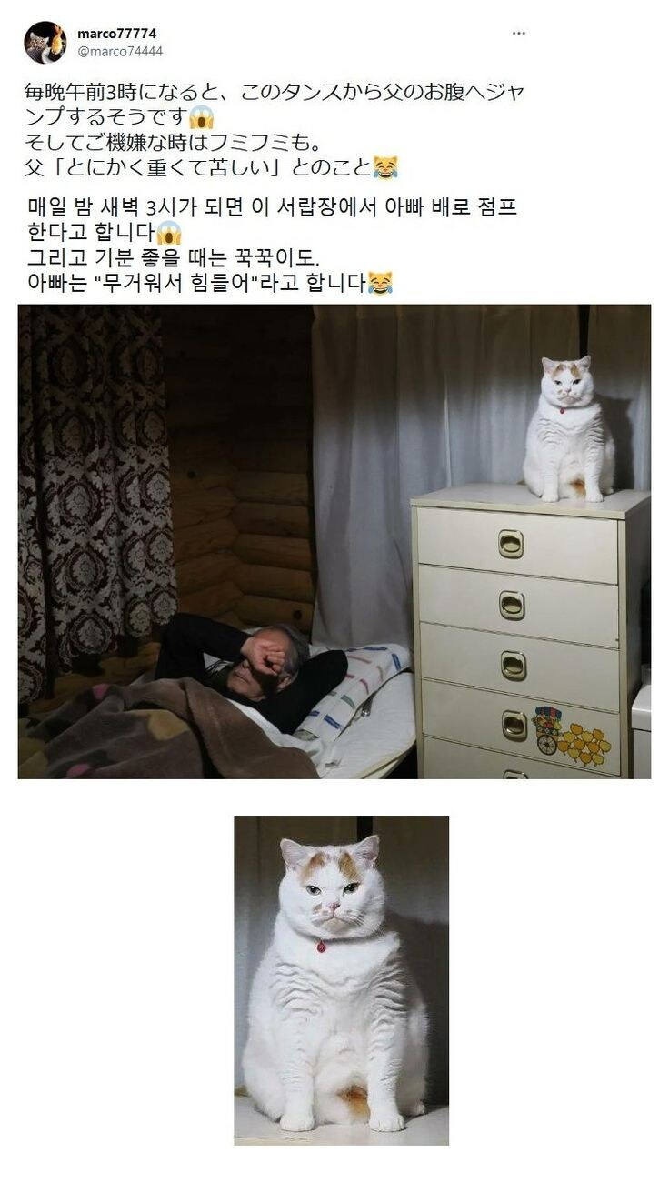 고양이의 습관 | 인스티즈