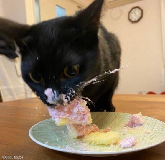 처음으로 고양이용 케이크 먹어본 고양이.jpg | 인스티즈