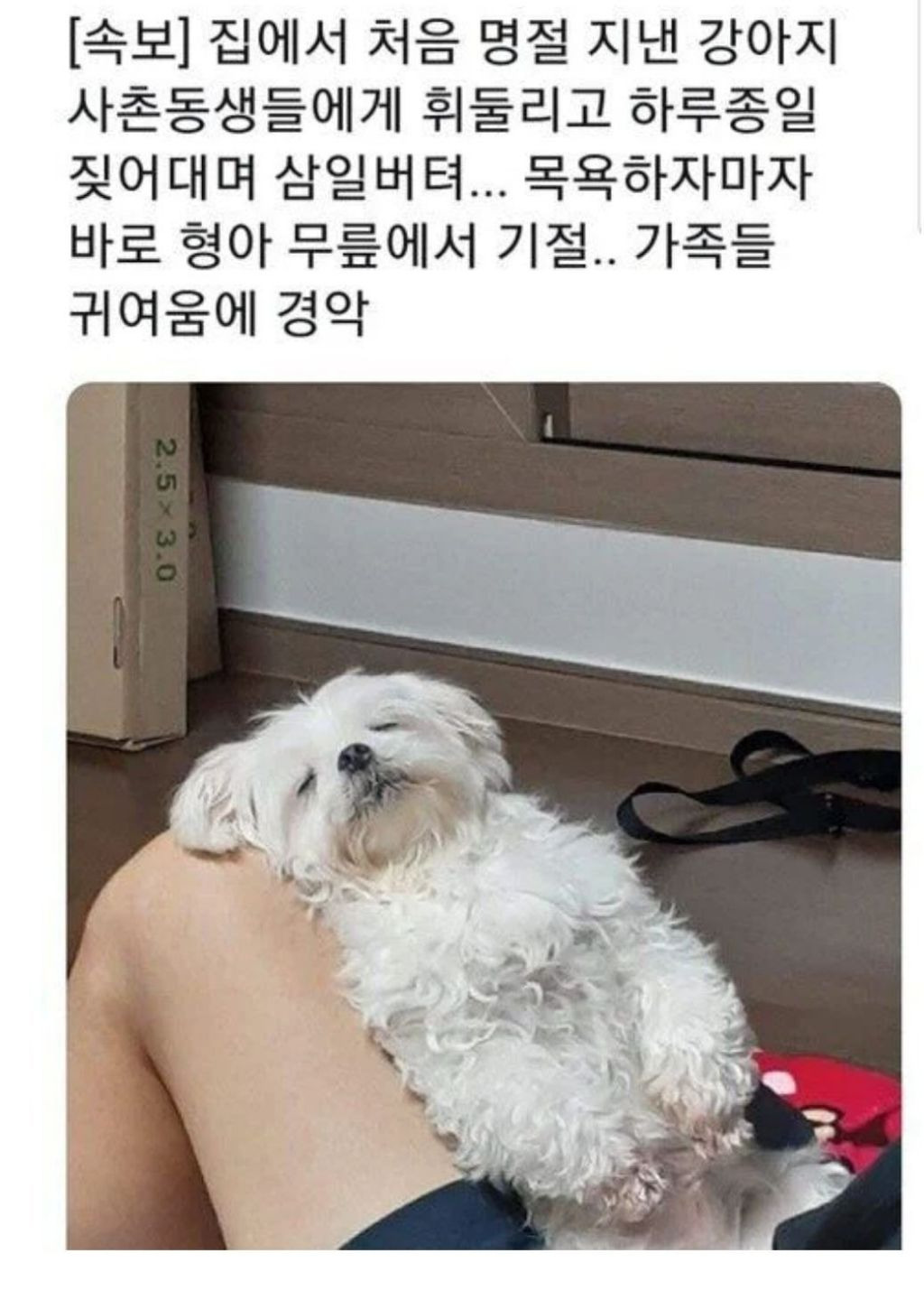 민족대명절 추석 이시각 각 가정의 명절 댕댕이들.... | 인스티즈