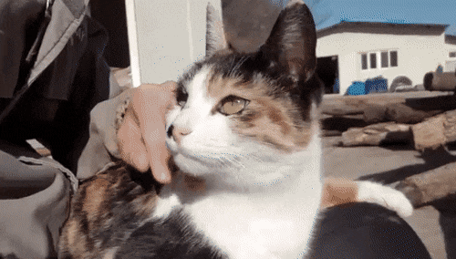 haha ha네 냥이들 질투 모먼트 모음.. | 인스티즈