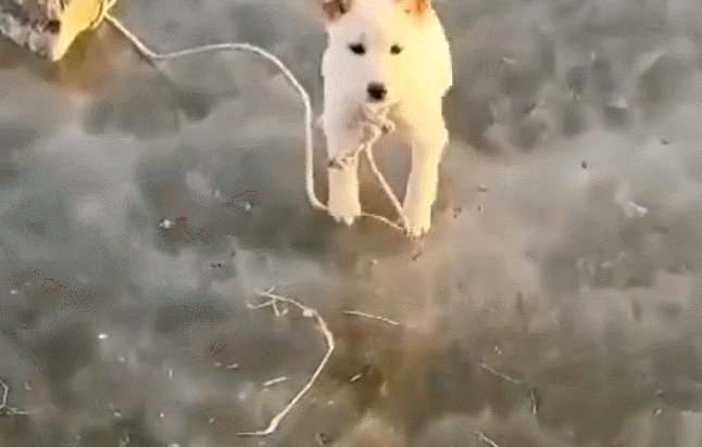 새해 첫날 돌에 묶여 꽁꽁 언 강 위에 버려진 강아지 '떡국이' | 인스티즈