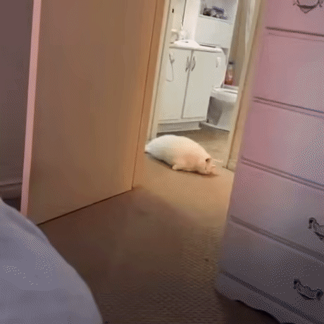와 저 고양이 진짜 뚱뚱하다... | 인스티즈