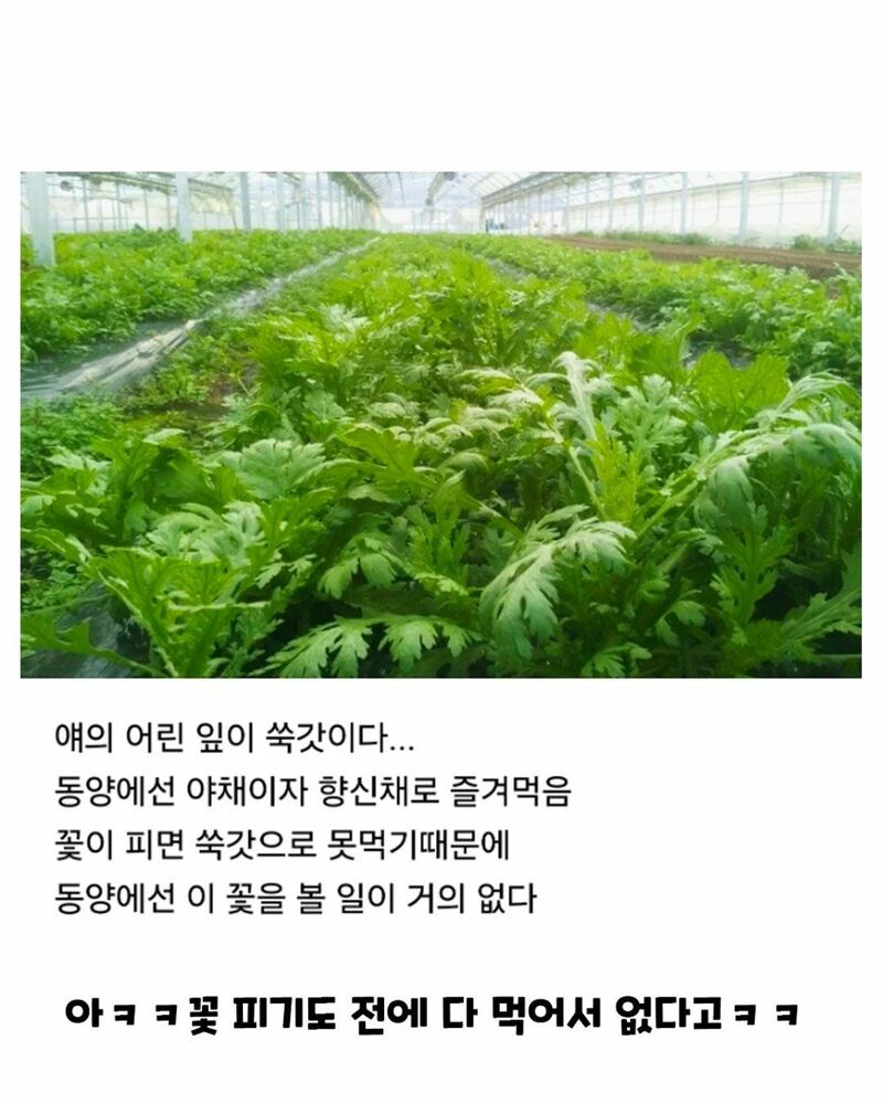 우리나라에선 보기 힘든 꽃 | 인스티즈