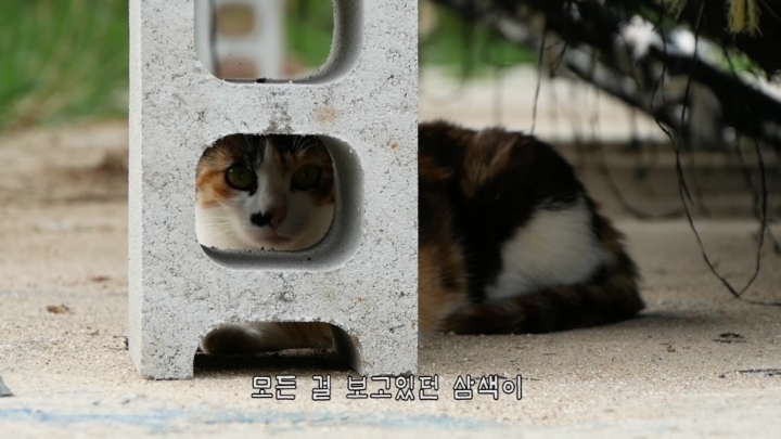 haha ha네 냥이들 질투 모먼트 모음.. | 인스티즈