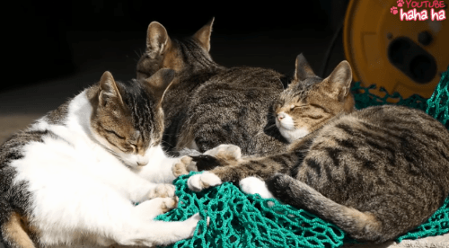 [hahaha] 양어장 일짱 하연님 | 인스티즈