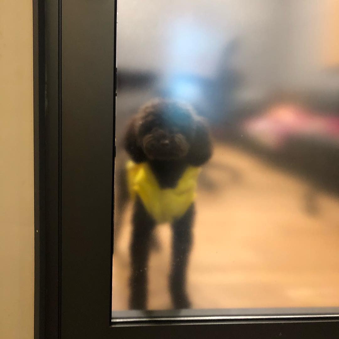 보는 사람도 행복해지는 강승윤 강아지 토르의 변화.jpg | 인스티즈