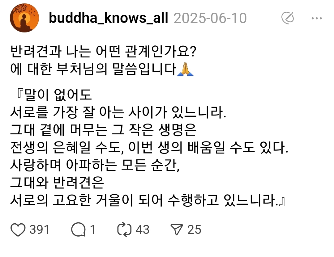 반려견과 나는 어떤 관계인가요? 에 대한 부처님의 말씀 | 인스티즈