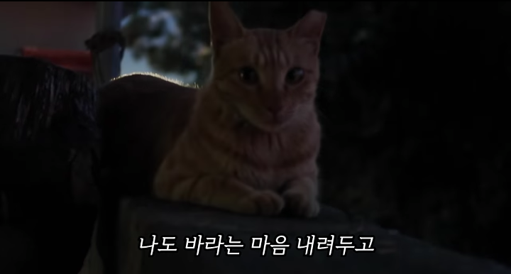 반려묘를 떠나보낸 유튜버가 올린 영상 | 인스티즈