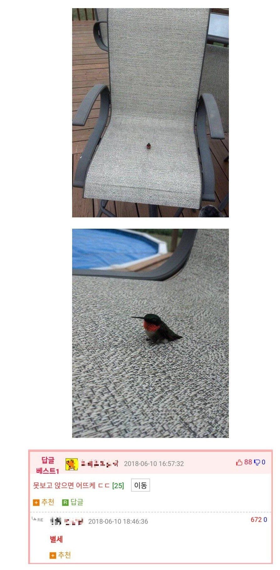 벌새 이미지
