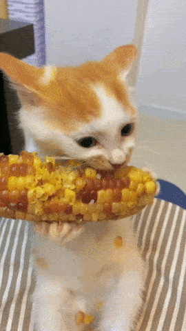 옥수수에 환장하는 고양이들 | 인스티즈