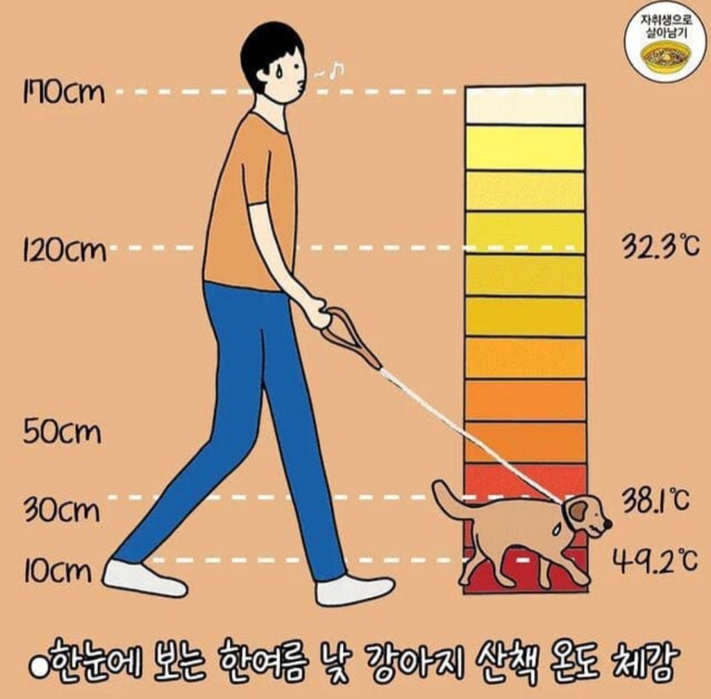 온도체크 필수 강아지 산책 | 인스티즈