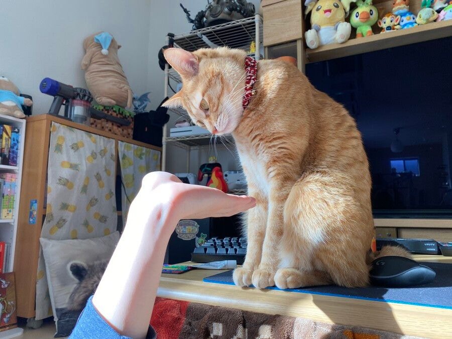 고양이에게 손을 해보았다 | 인스티즈