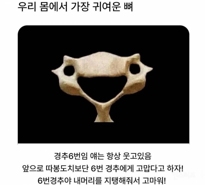 우리 몸에서 가장 귀여운 뼈 | 인스티즈