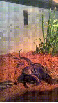 방귀뀌는 뱀.gif (뱀사진 주의) | 인스티즈