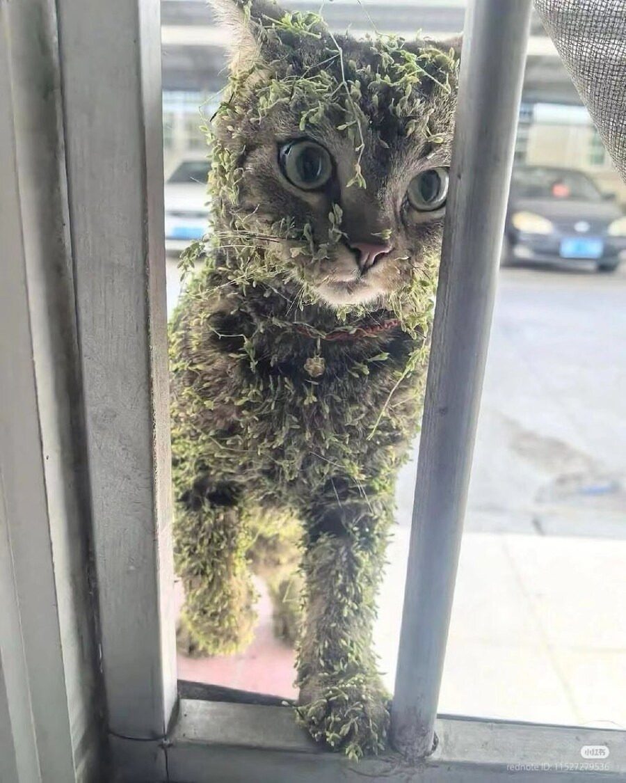 작은 모험을 끝내고 돌아온 고양이 | 인스티즈