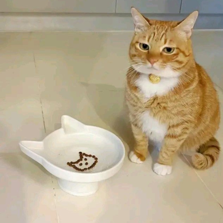 사료보고 실망한 고양이.jpg | 인스티즈