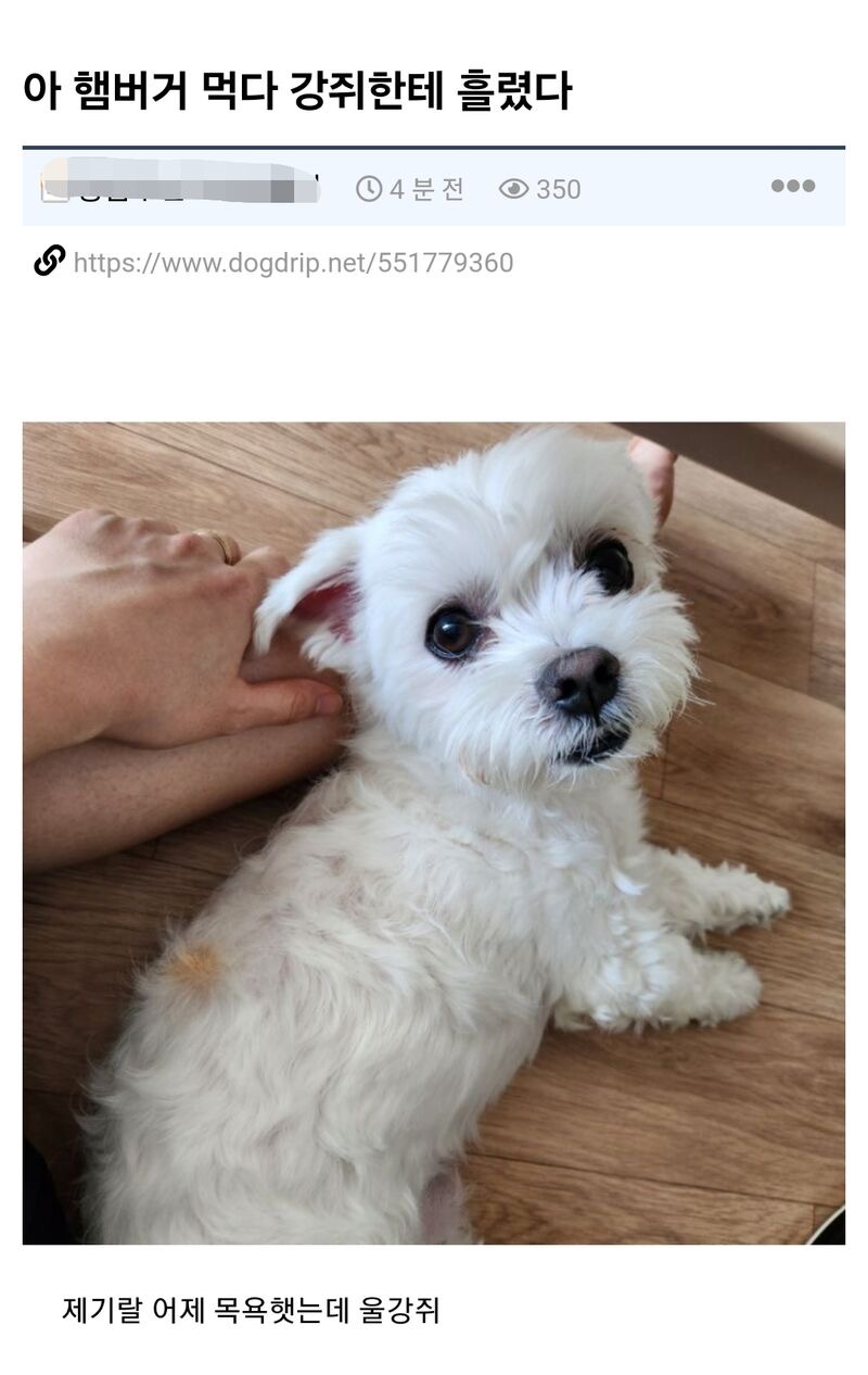 아 햄부기 먹다 강쥐한테 흘렸다 | 인스티즈