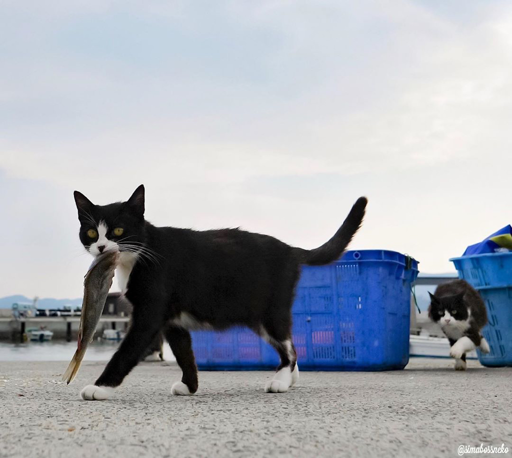 섬고양이들은 어부들에게 물고기를 받아온다 🐟🐈 | 인스티즈