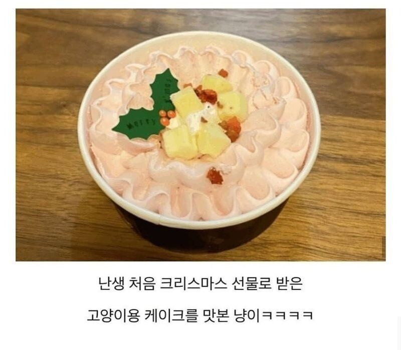 처음으로 고양이용 케이크 먹어본 고양이.jpg | 인스티즈