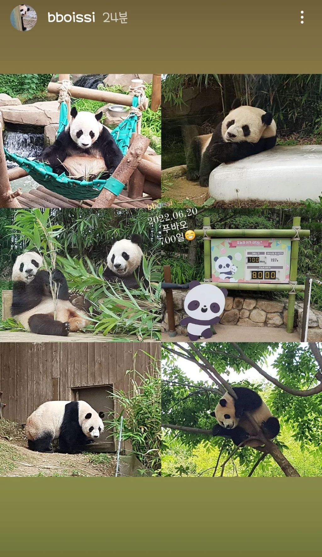 푸바오 700일차 몸무게 | 인스티즈