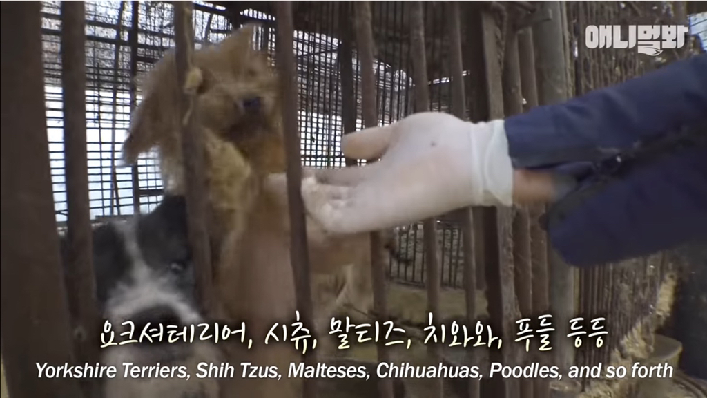개농장에 품종견들이 많은 이유 | 인스티즈